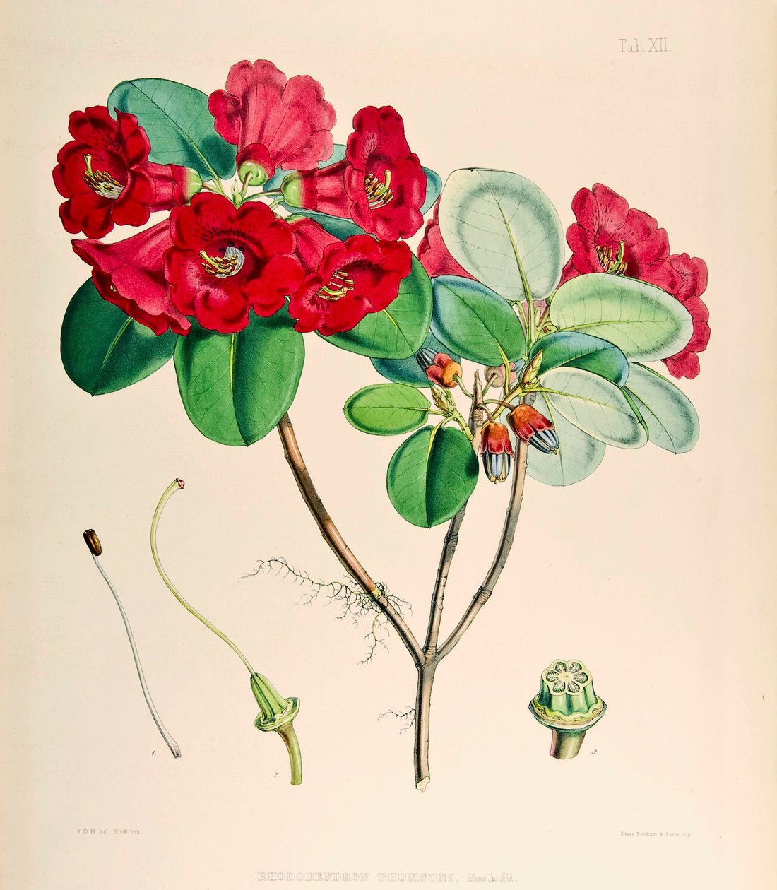 Rhododendron thomsonii, 1895 od Joseph Dalton Hooker
