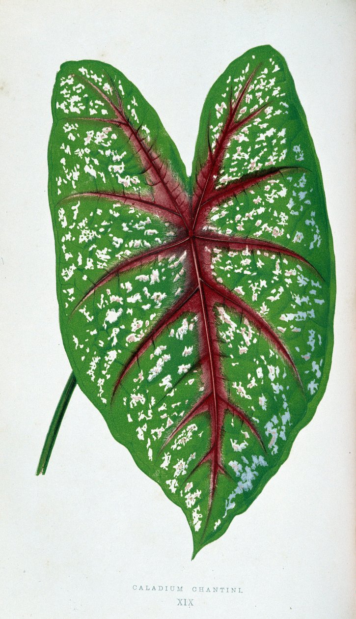 List Chantini Caladium. Botanická tabule v "" Rostliny s barevnými listy. od Joseph Edward and Howard W Lowe