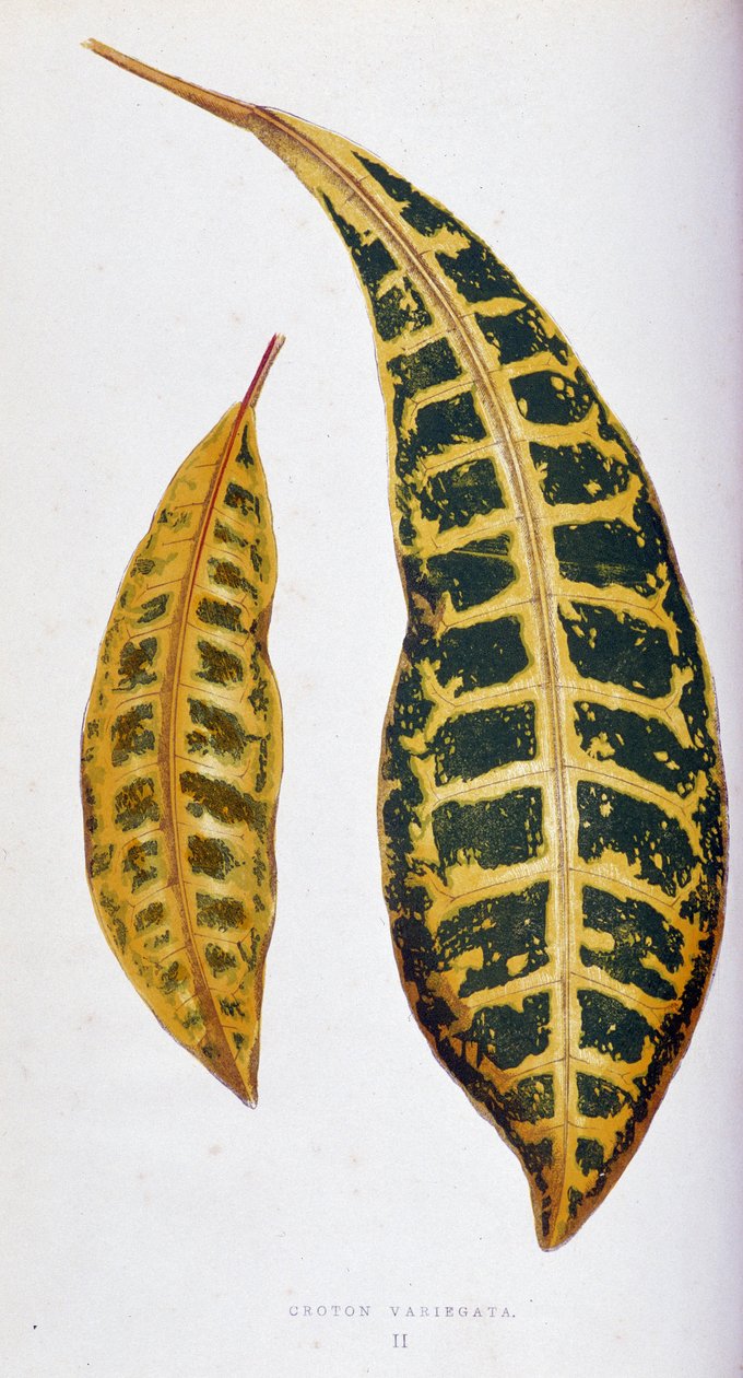 Croton list variegata. Botanická tabule v "" Rostliny s barevnými listy. Sbírka nejpozoruhodnějších druhů používaných k výzdobě zahrad, skleníků a bytů od Edwarda Josepha Lowea a W. Howarda, členů London Horticulture Society. Tran od Joseph Edward and Howard W Lowe