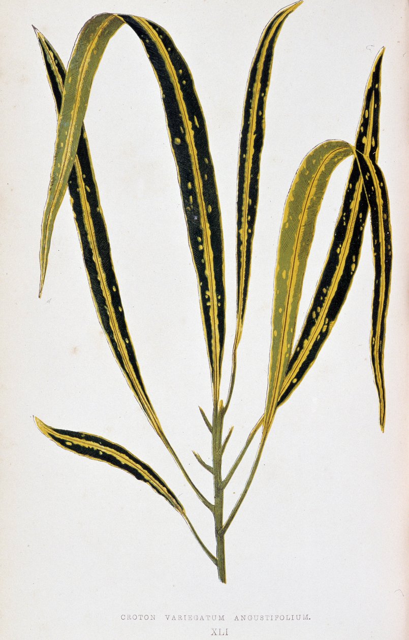 Crotonový list variegatum angustifolium. Botanická tabule v "" Rostliny s barevnými listy. Sbírka nejpozoruhodnějších druhů používaných k výzdobě zahrad, skleníků a bytů, Edward Joseph Lowe a W. Howard, členové londýnského zahradnictví od Joseph Edward and Howard W Lowe