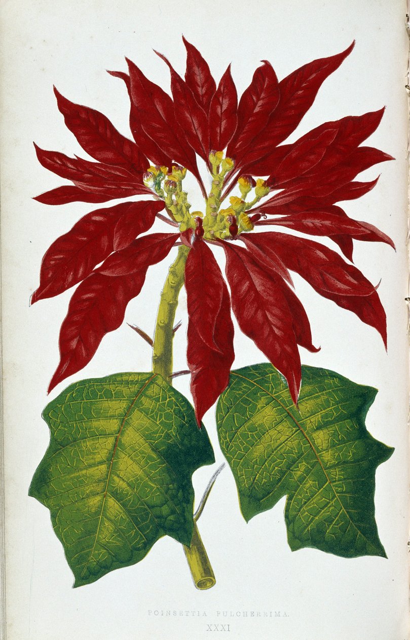 Květ a listy Poinsettia Pulcherrima. Botanická tabule v "" Rostliny s barevnými listy. Sbírka nejpozoruhodnějších druhů používaných k výzdobě zahrad, skleníků a bytů, Edward Joseph Lowe a W. Howard, členové London Hort od Joseph Edward and Howard W Lowe