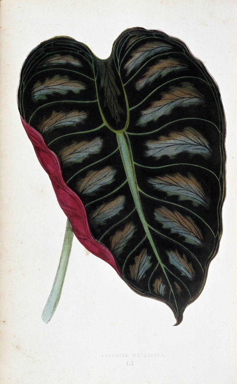 List Alocasia metallica. Botanická tabule v "" Rostliny s barevnými listy. Sbírka nejpozoruhodnějších druhů používaných k výzdobě zahrad, skleníků a bytů od Edwarda Josepha Lowea a W. Howarda, členů London Horticulture Society. od Joseph Edward and Howard W Lowe