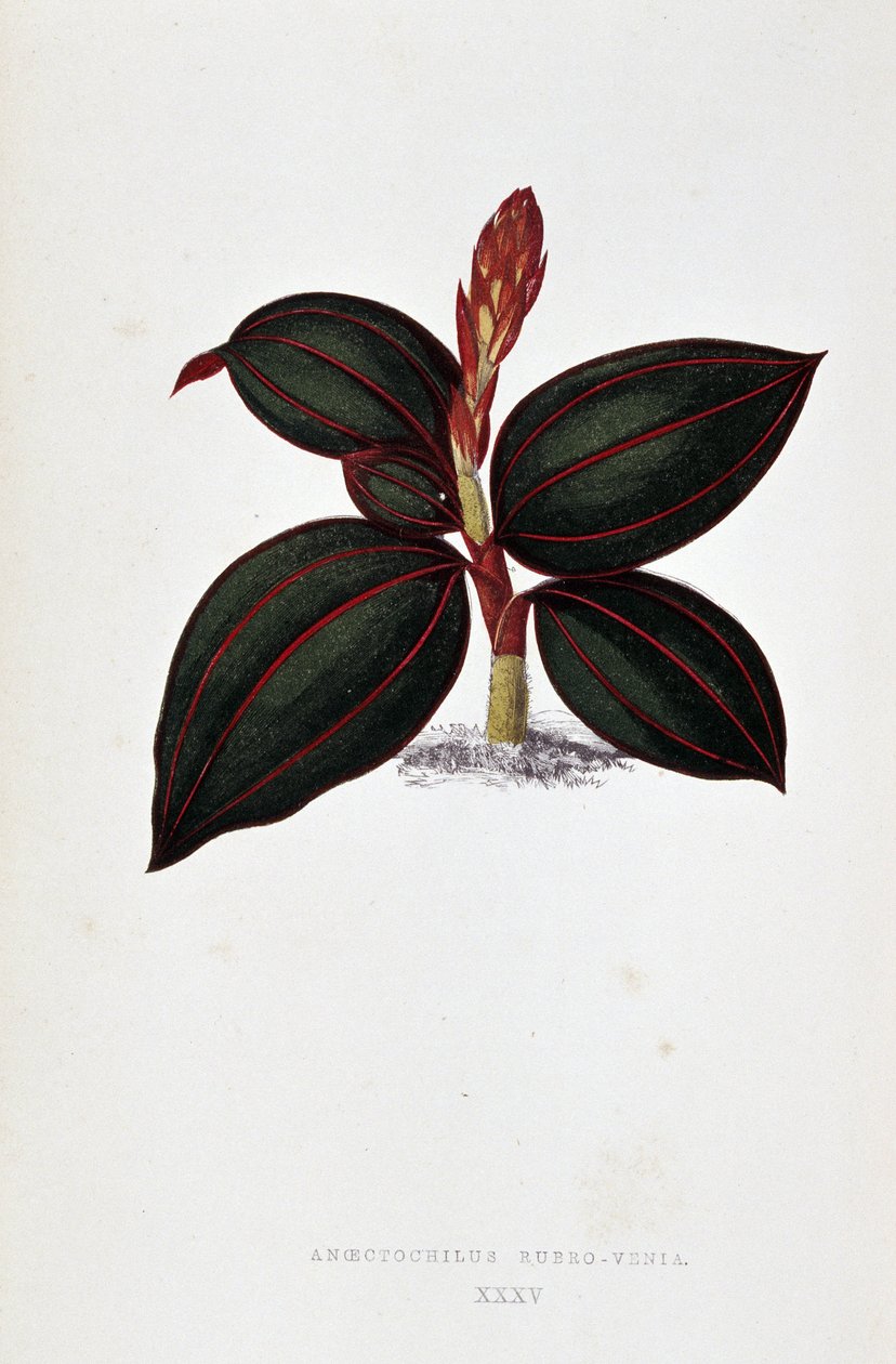 List Anoectochilus Rubro Venia. od Joseph Edward and Howard W Lowe