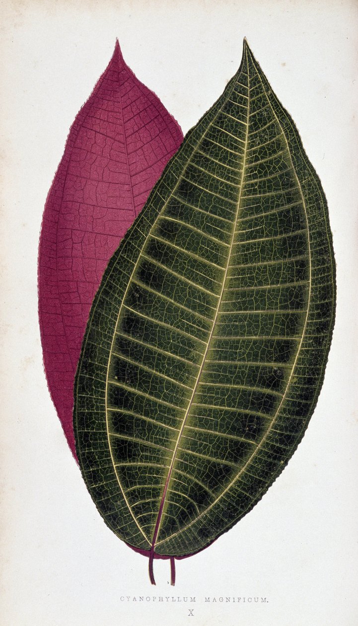List Cyanophyllum Magnificum. Botanická tabule v "" Rostliny s barevnými listy. od Joseph Edward and Howard W Lowe
