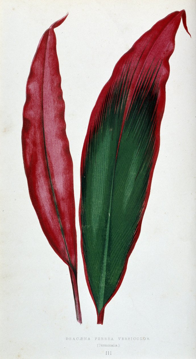 List Dracaena ferrea versicolor. Botanická tabule v "" Rostliny s barevnými listy. od Joseph Edward and Howard W Lowe