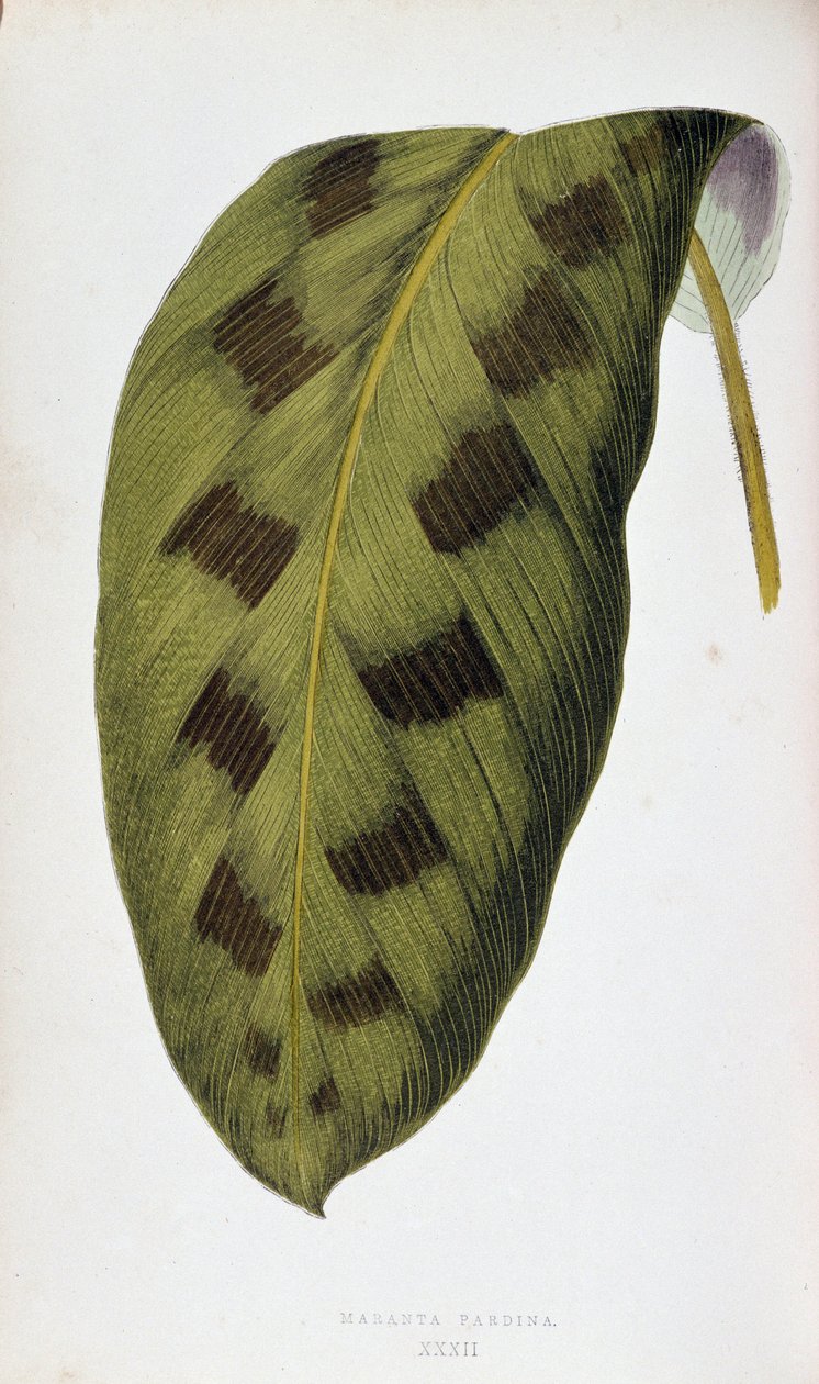 List Maranta Pardina. Botanická tabule v "" Rostliny s barevnými listy. Sbírka nejpozoruhodnějších druhů používaných k výzdobě zahrad, skleníků a bytů od Edwarda Josepha Lowea a W. Howarda, členů London Horticulture Society. Tr od Joseph Edward and Howard W Lowe