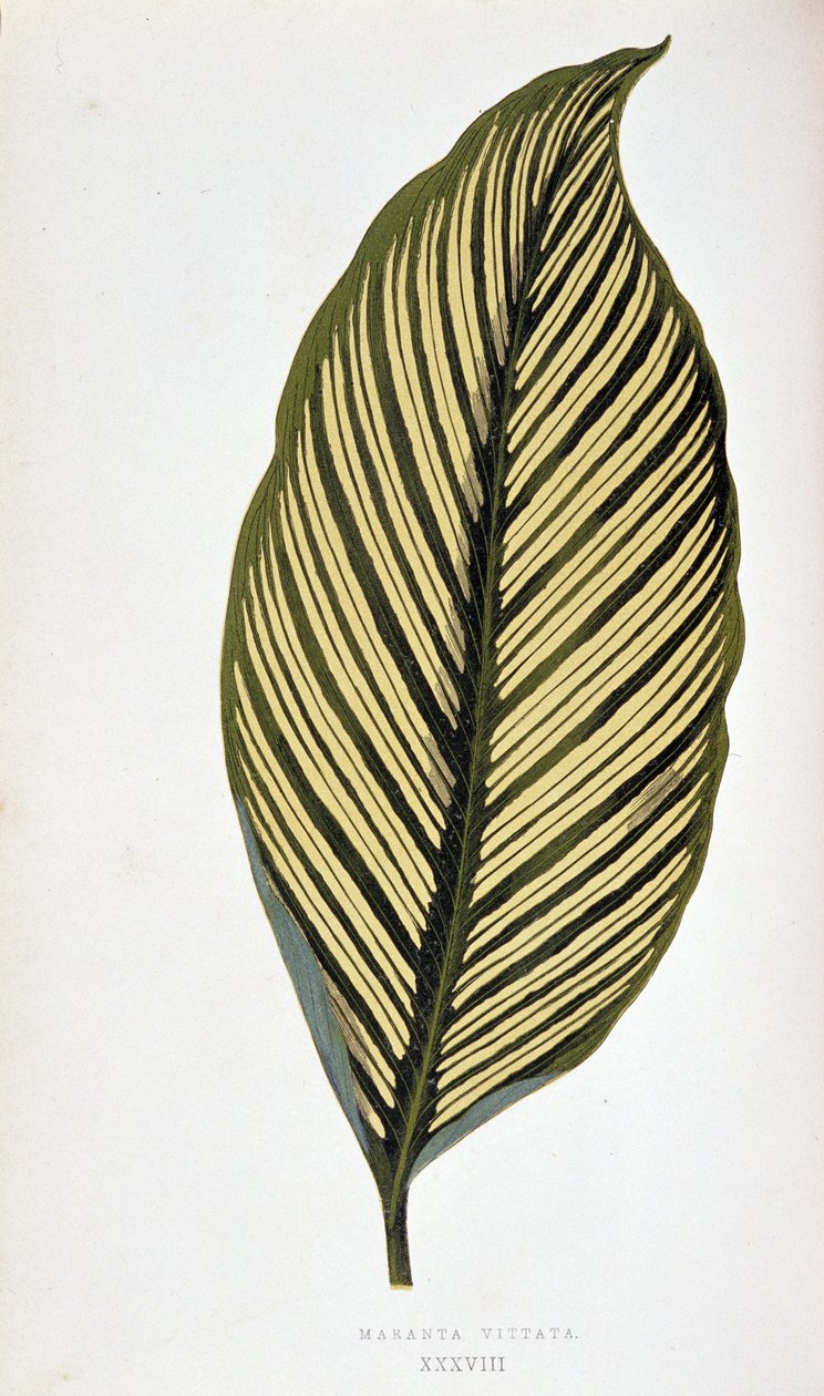 List Maranta Vittata. Botanická tabule v "" Rostliny s barevnými listy. Sbírka nejpozoruhodnějších druhů používaných k výzdobě zahrad, skleníků a bytů od Edwarda Josepha Lowea a W. Howarda, členů London Horticulture Society. Tr od Joseph Edward and Howard W Lowe