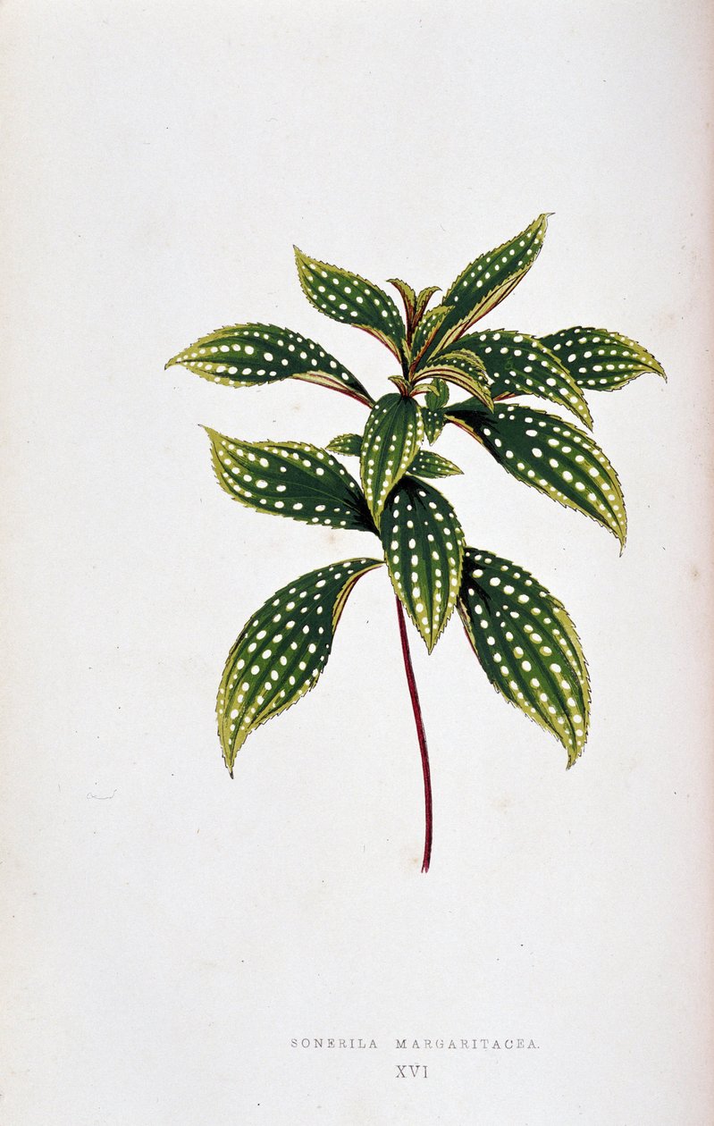 List Sonerila margaritacea. Botanická tabule v "" Rostliny s barevnými listy. Sbírka nejpozoruhodnějších druhů používaných k výzdobě zahrad, skleníků a bytů, Edward Joseph Lowe a W. Howard, členové London Horticulture Socie od Joseph Edward and Howard W Lowe