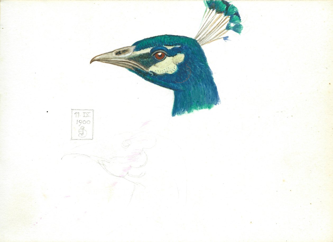 Head of a Peacock, 11 IX, 1900 (tužka, pero a inkoust a wc na papíře) od Joseph Edward Southall