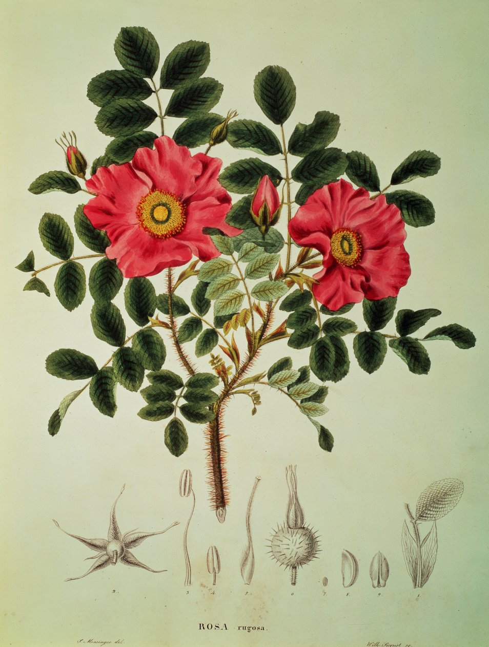 Rosa rugosa, z knihy 