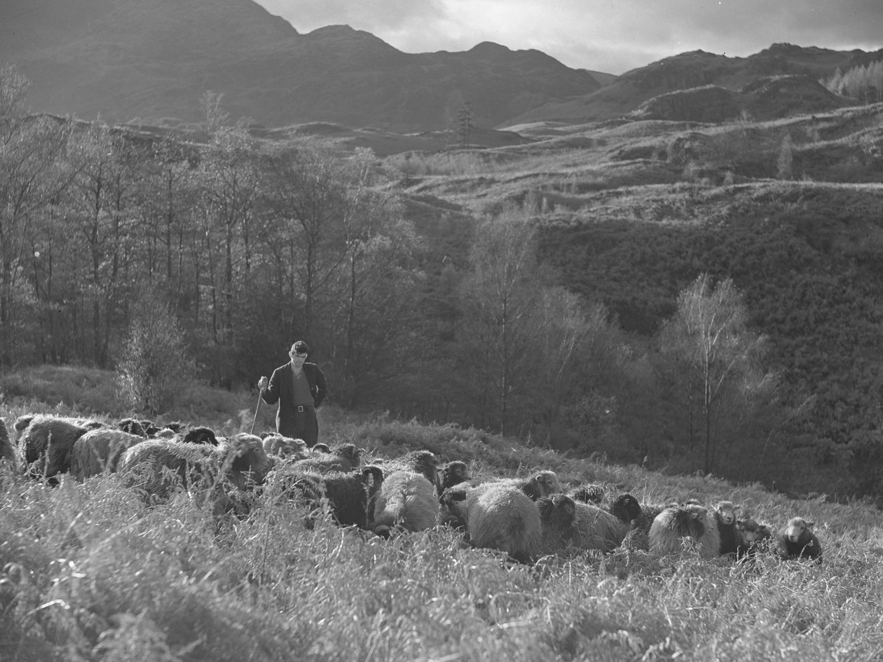 Farmář stojí a dívá se na své stádo ovcí, v pozadí se rýsují lesy. od Joseph Hardman