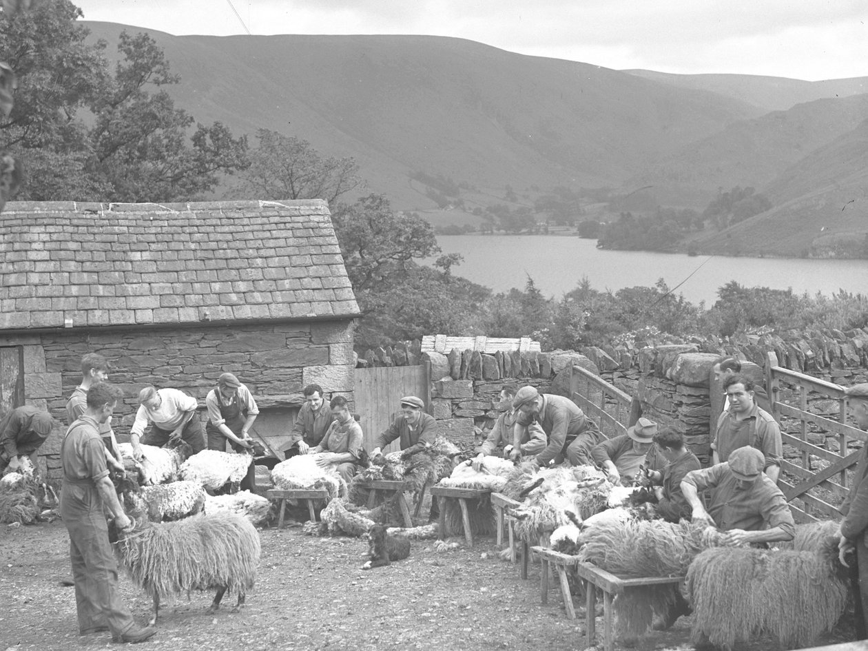 Muži stříhající ovce na lavičkách od Joseph Hardman