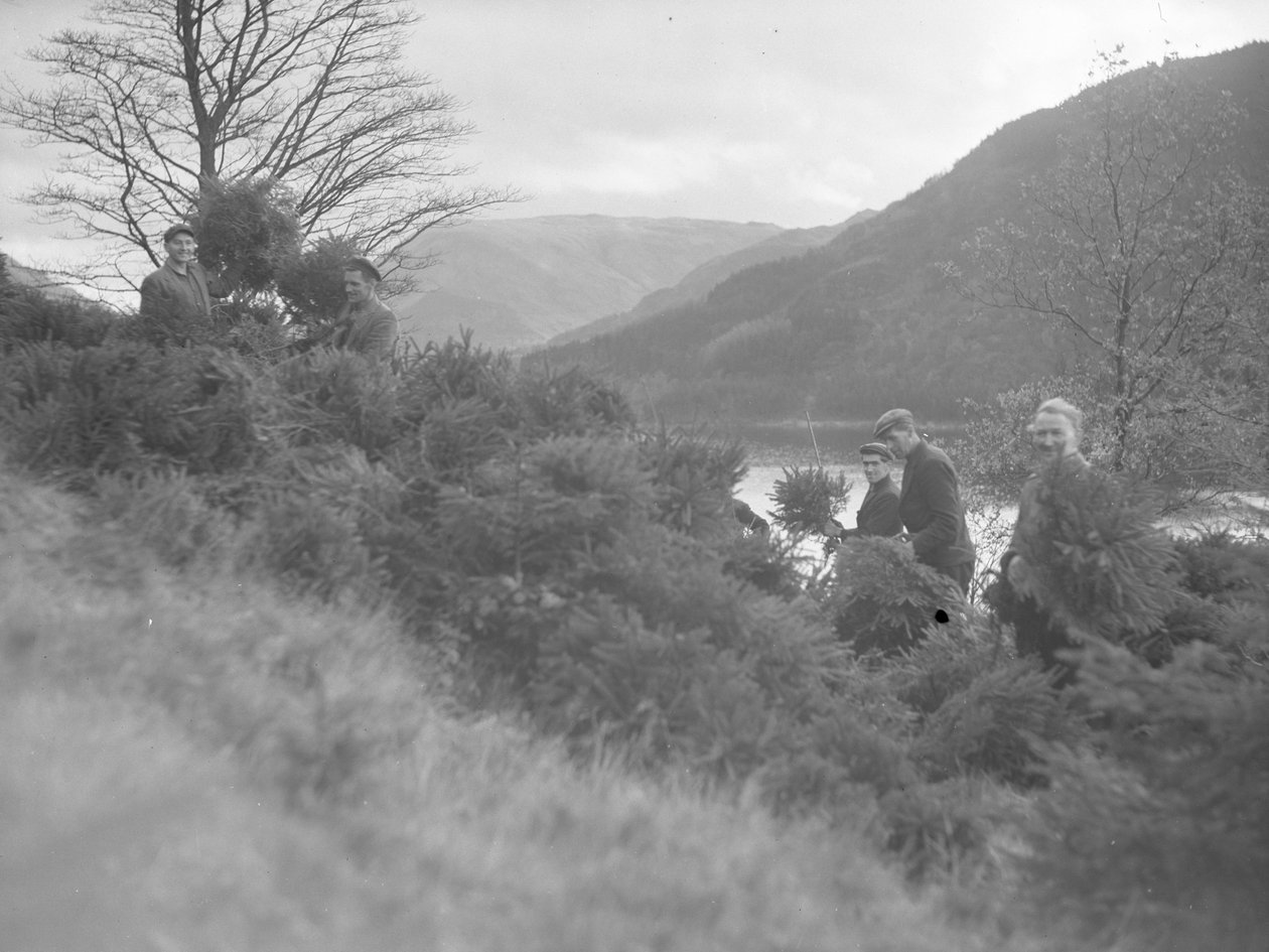 Muži pracující mezi pokácenými vánočními stromky v Thirlmere od Joseph Hardman