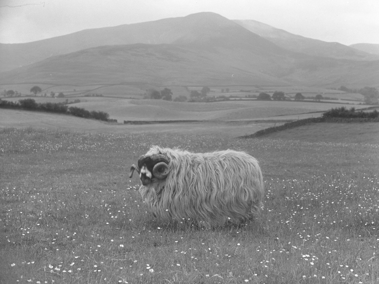 Oceněná ovce Rough Fell od Joseph Hardman
