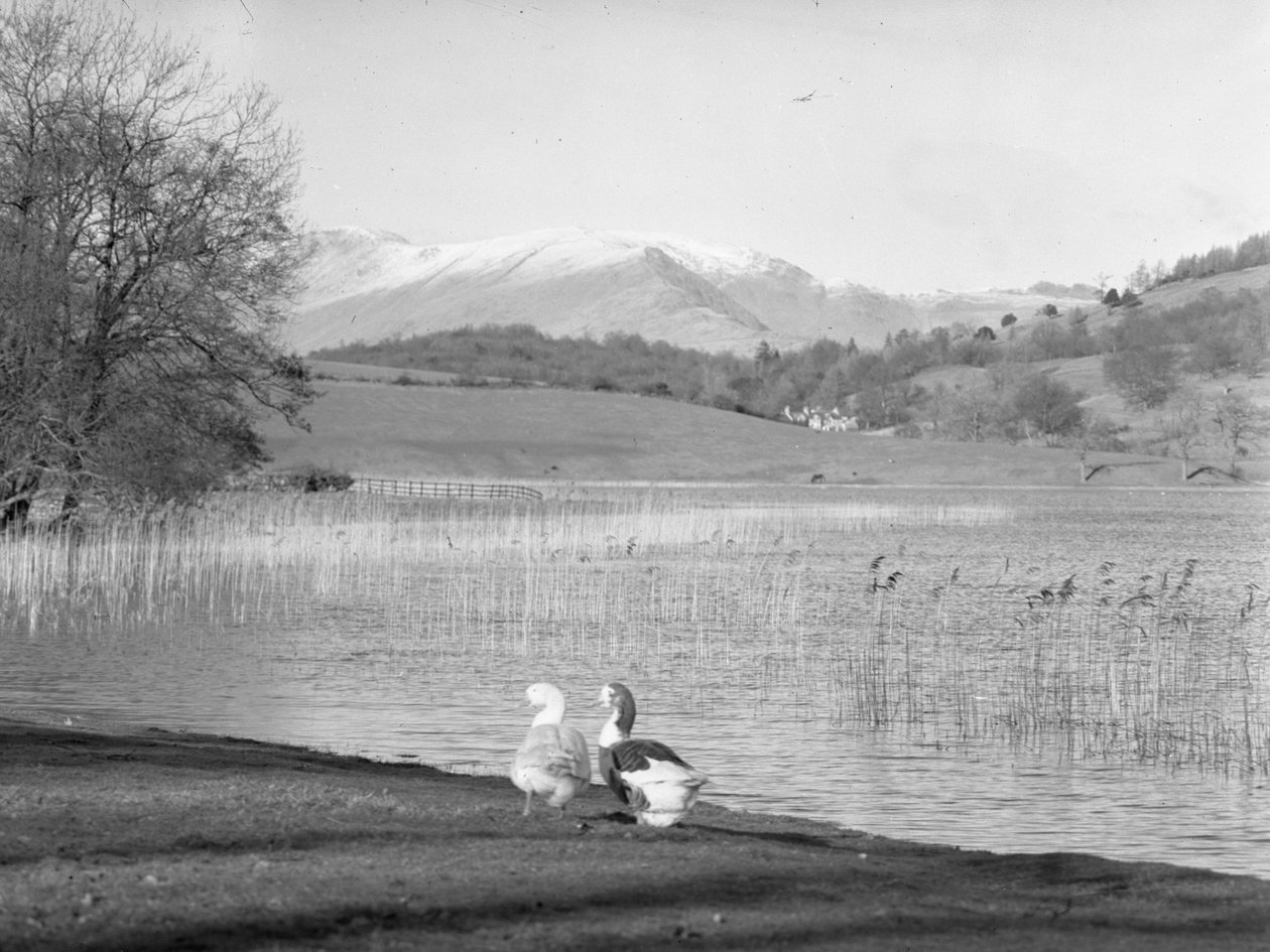 Dvě husy u vody v Esthwaite Water, v pozadí zasněžené kopce od Joseph Hardman