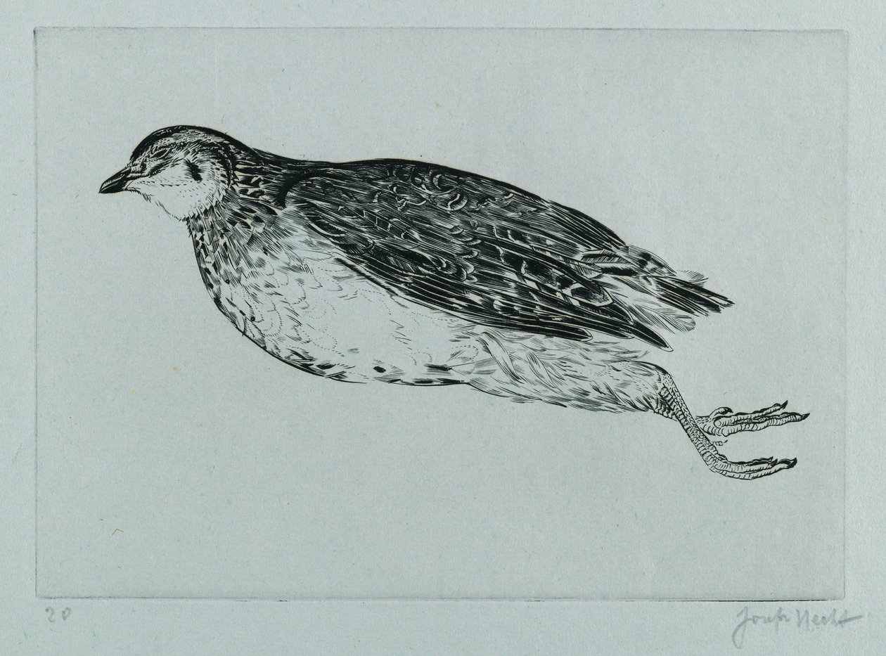 Dead Partridge (La Perdrix) (gravírování) od Joseph Hecht