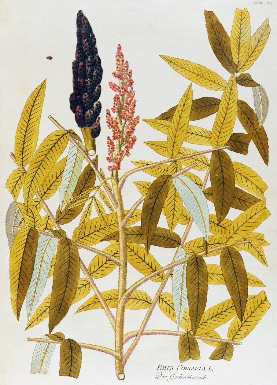 Škumpa jilmlistá neboli škumpa sicilská (Rhus coriaria) od Josepha Jacoba von Plencka (1735-1807), z Icones medicalium plantarum, Vídeň od Joseph Jacob Plenck
