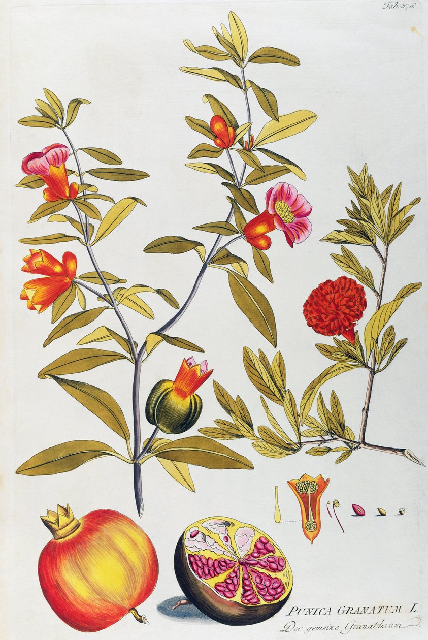 Granátové jablko (Punica granatum) od Josepha Jacoba von Plenck (1735-1807), z Icones of léčivých rostlin, Vídeň od Joseph Jacob Plenck