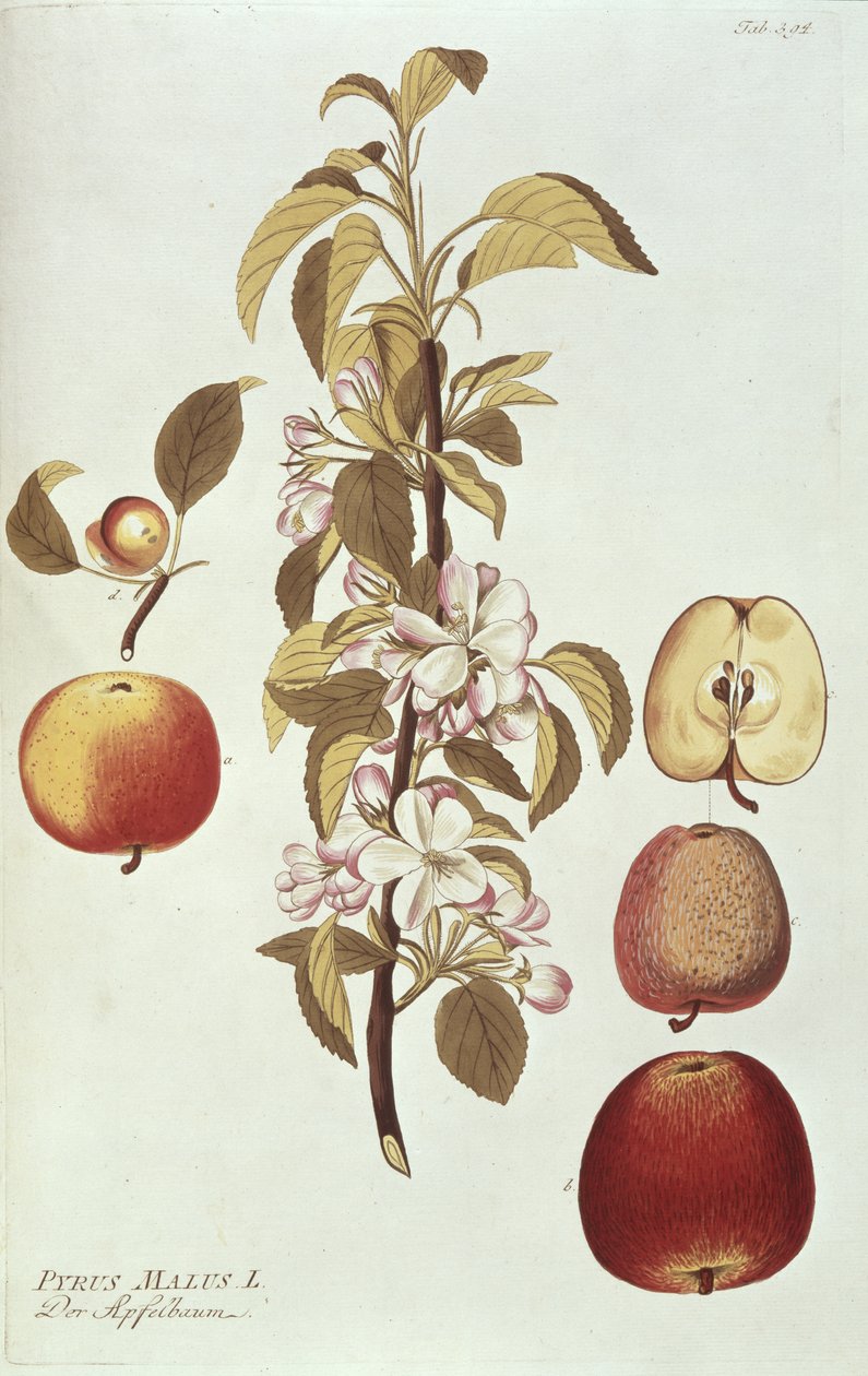 Pyrus Malus od Joseph Jacob Plenck