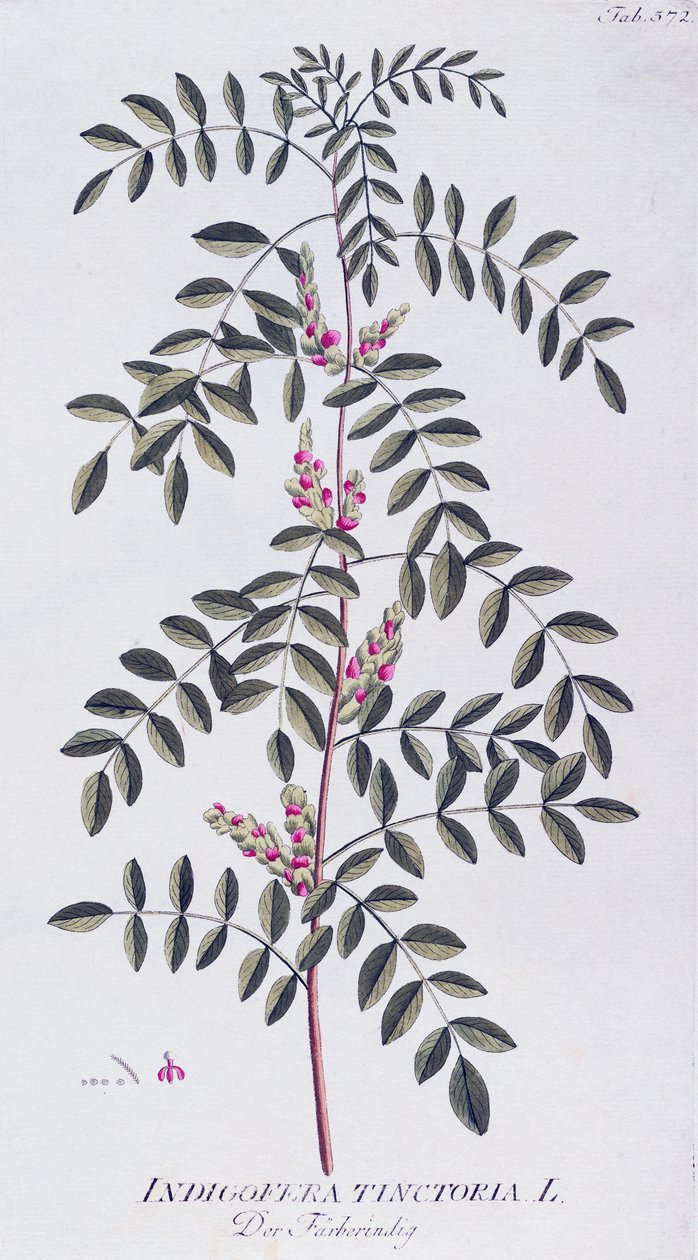 Pravé indigo (Indigofera tinctoria) od Josepha Jacoba von Plencka (1735-1807), z Icones plantarum medicinalium, Vídeň od Joseph Jacob Plenck