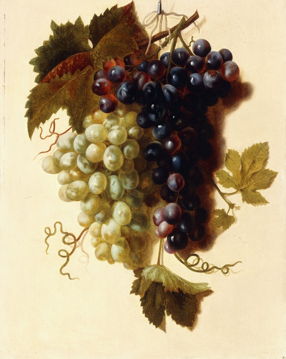 Svazky zelených a červených hroznů zavěšené na laně, kolem roku 1796 od Joseph Laurent Malaine