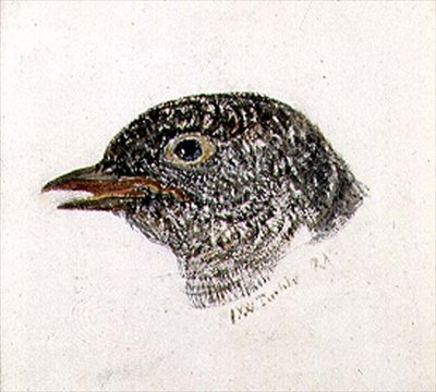 Kukačka, z Farnley Book of Birds, c.1816 (tužka a akvarel na papíře) od Joseph Mallord William Turner