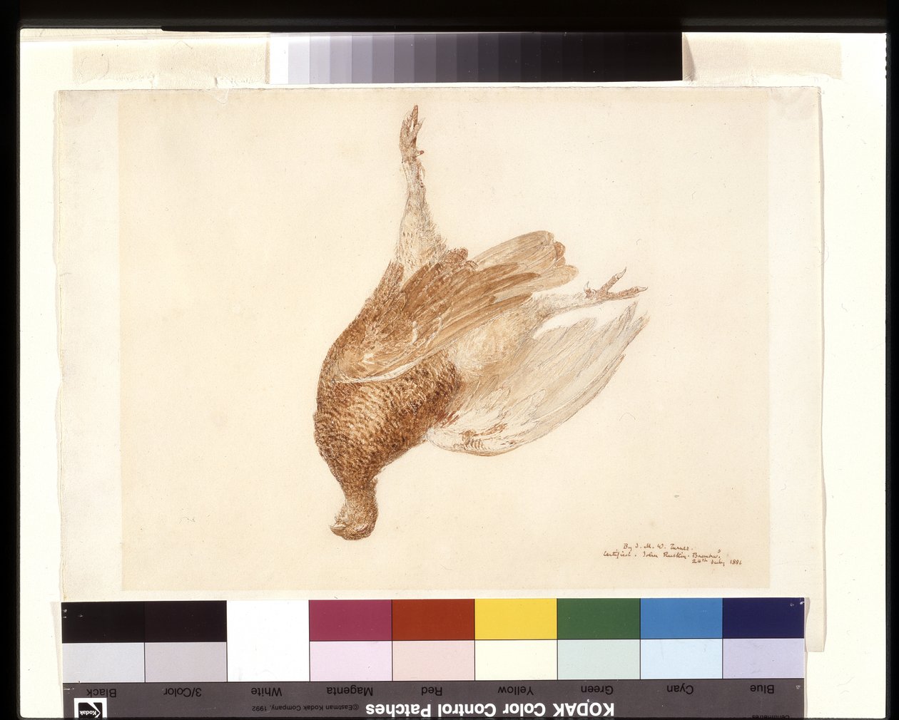 Dead Grouse (Watercolor přes tužku na bílém papíru Wove) od Joseph Mallord William Turner