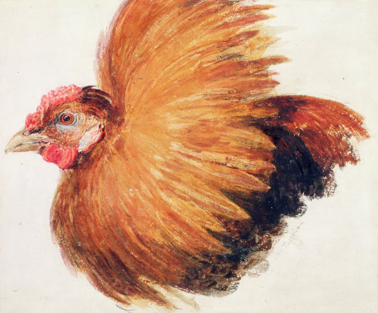 Game-Cock, z Farnley Book of Birds, c.1816 od Joseph Mallord William Turner
