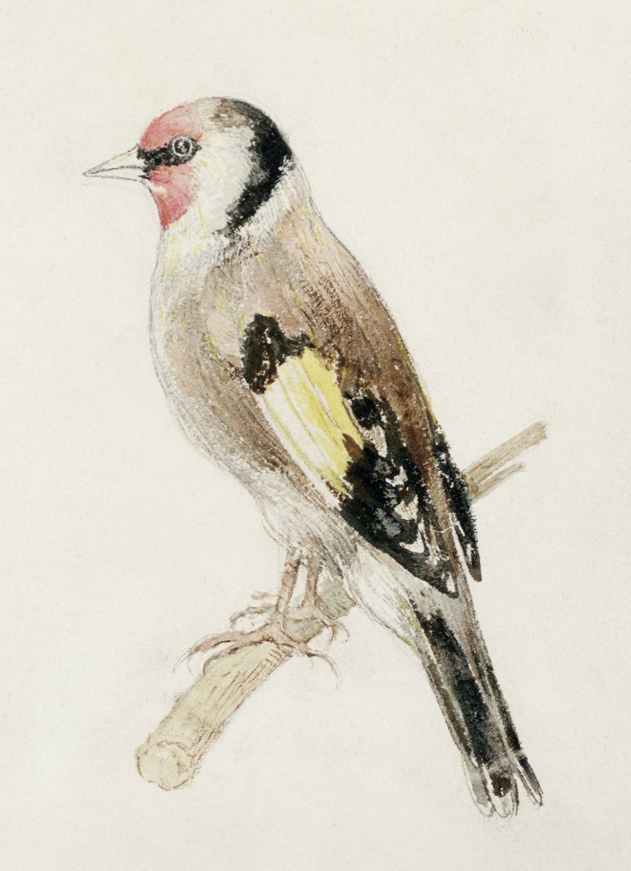 Stehlík, z Farnley Book of Birds, c.1816 (tužka a akvarel na papíře) od Joseph Mallord William Turner