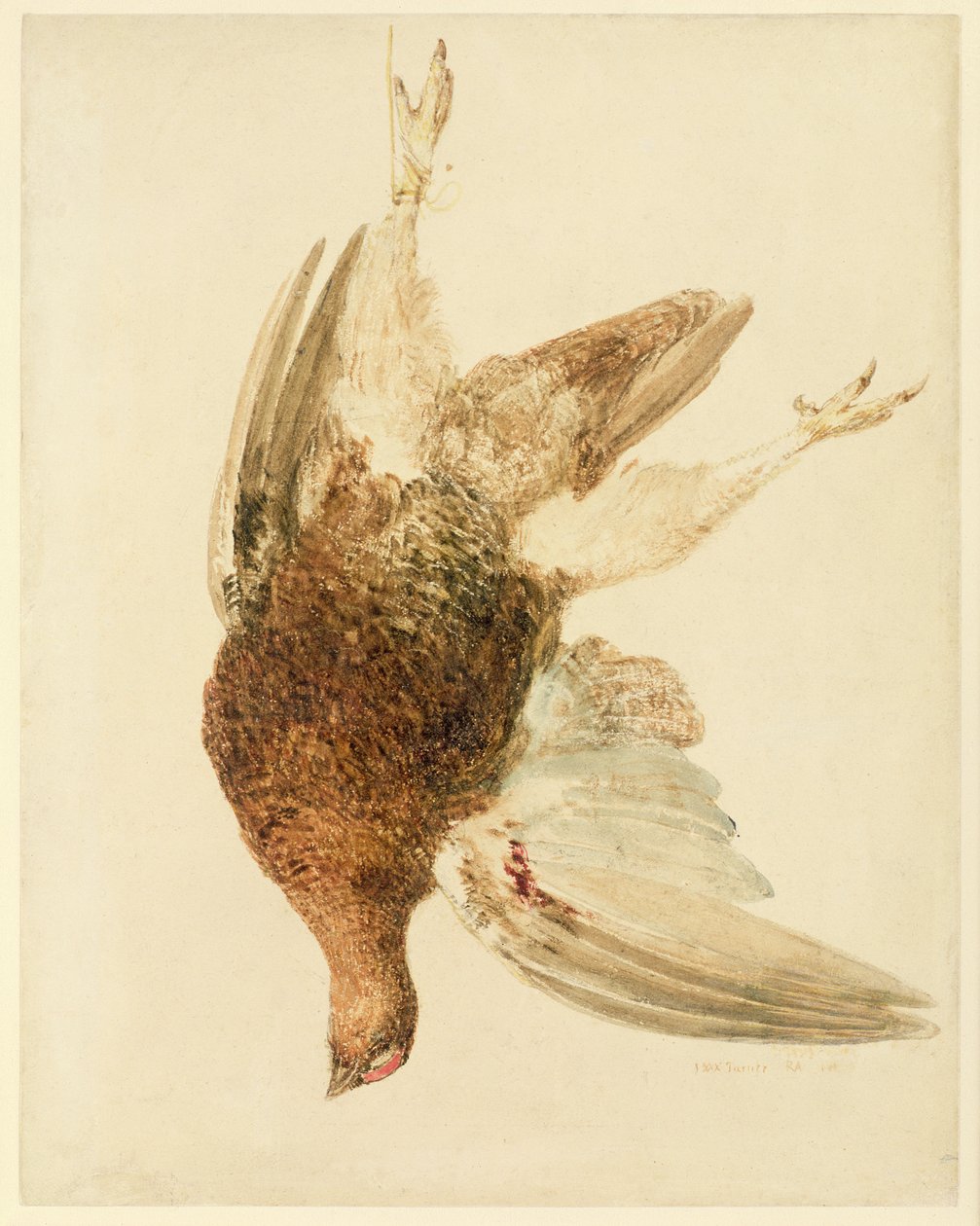 Grouse, z The Farnely Book of Birds, c.1816 (tužka a akvarel na papíře) od Joseph Mallord William Turner