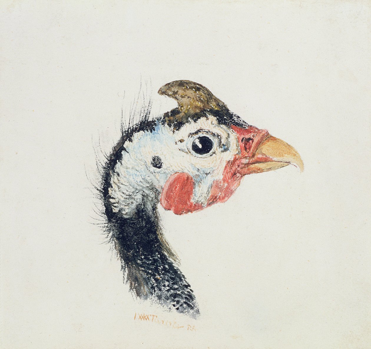 Guinea Fowl, z Farnley Book of Birds, c.1816 od Joseph Mallord William Turner