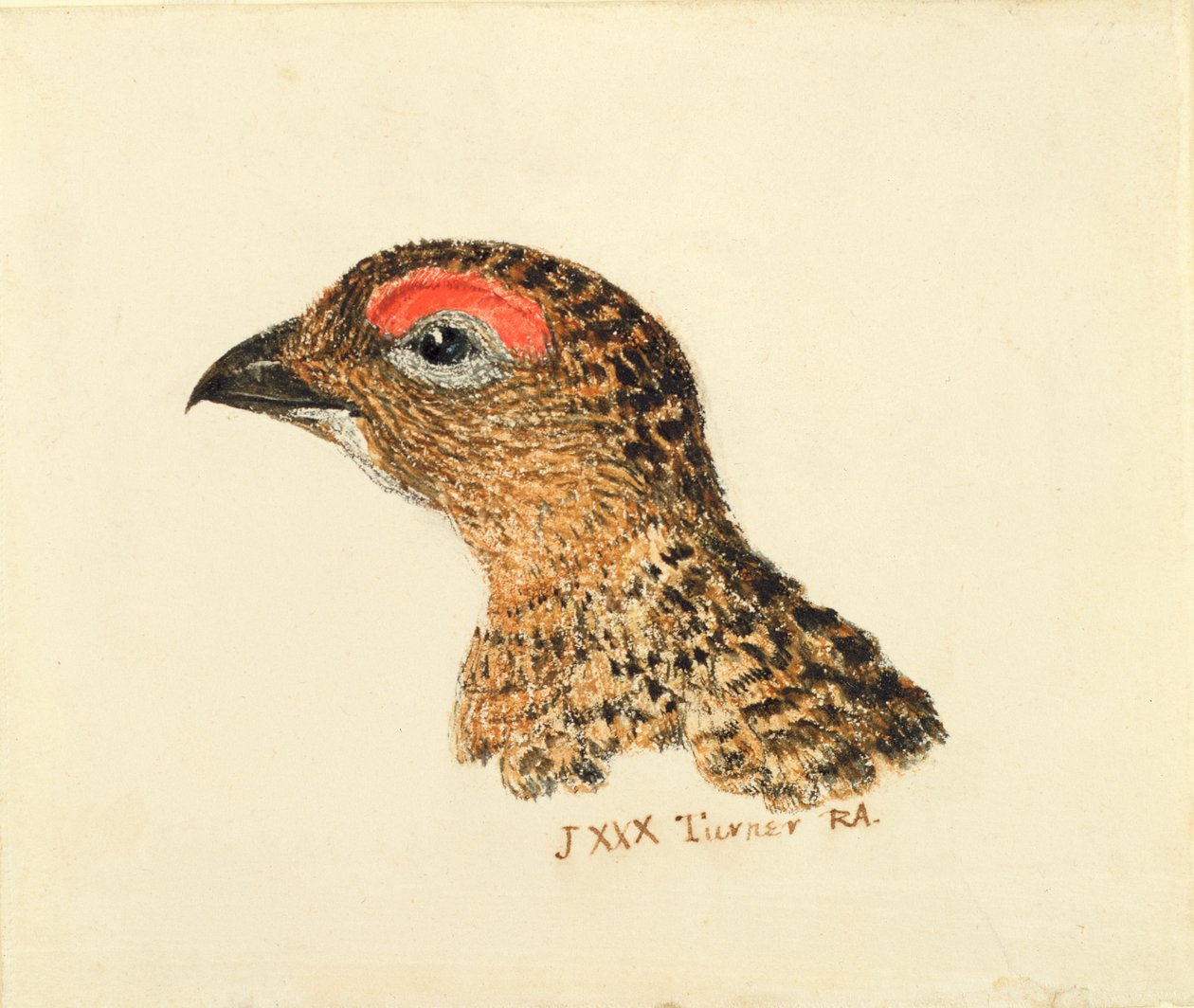 Head of Grouse, z Farnley Book of Birds, c.1816 (tužka a akvarel na papíře) od Joseph Mallord William Turner