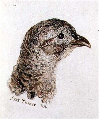 Hen Pheasant, z Farnley Book of Birds, c.1816 (pero, inkoust a akvarel na papíře) od Joseph Mallord William Turner