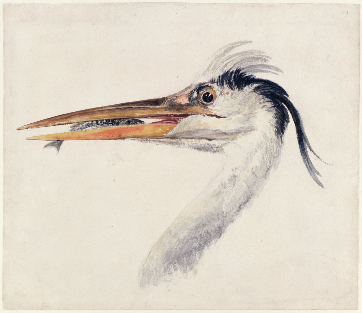Volavka, z Farnley Book of Birds, cca 1816 (pero, inkoust a akvarel na papíře) od Joseph Mallord William Turner