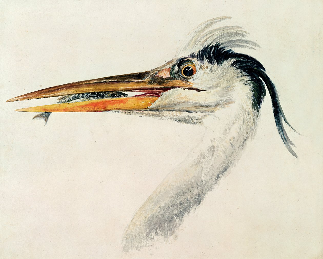 Volavka s rybou od Joseph Mallord William Turner