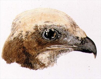 Moor Hawk, z Farnley Book of Birds, c.1816 (tužka a akvarel na papíře) od Joseph Mallord William Turner