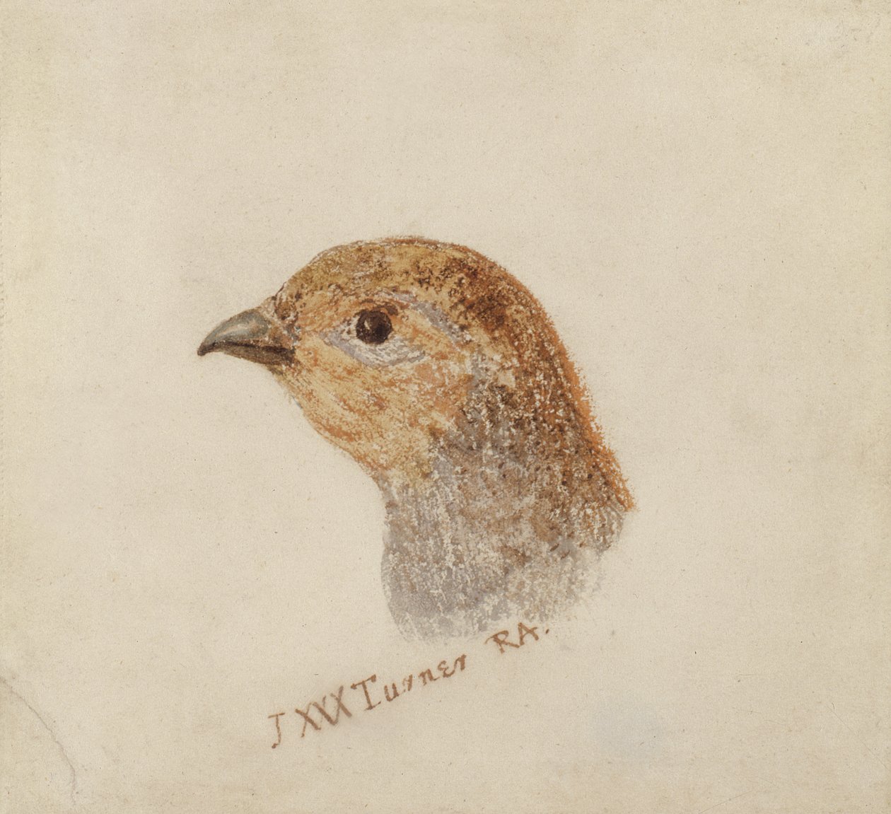 Partridge, z Farnley Book of Birds, c.1816 (tužka a akvarel na papíře) od Joseph Mallord William Turner