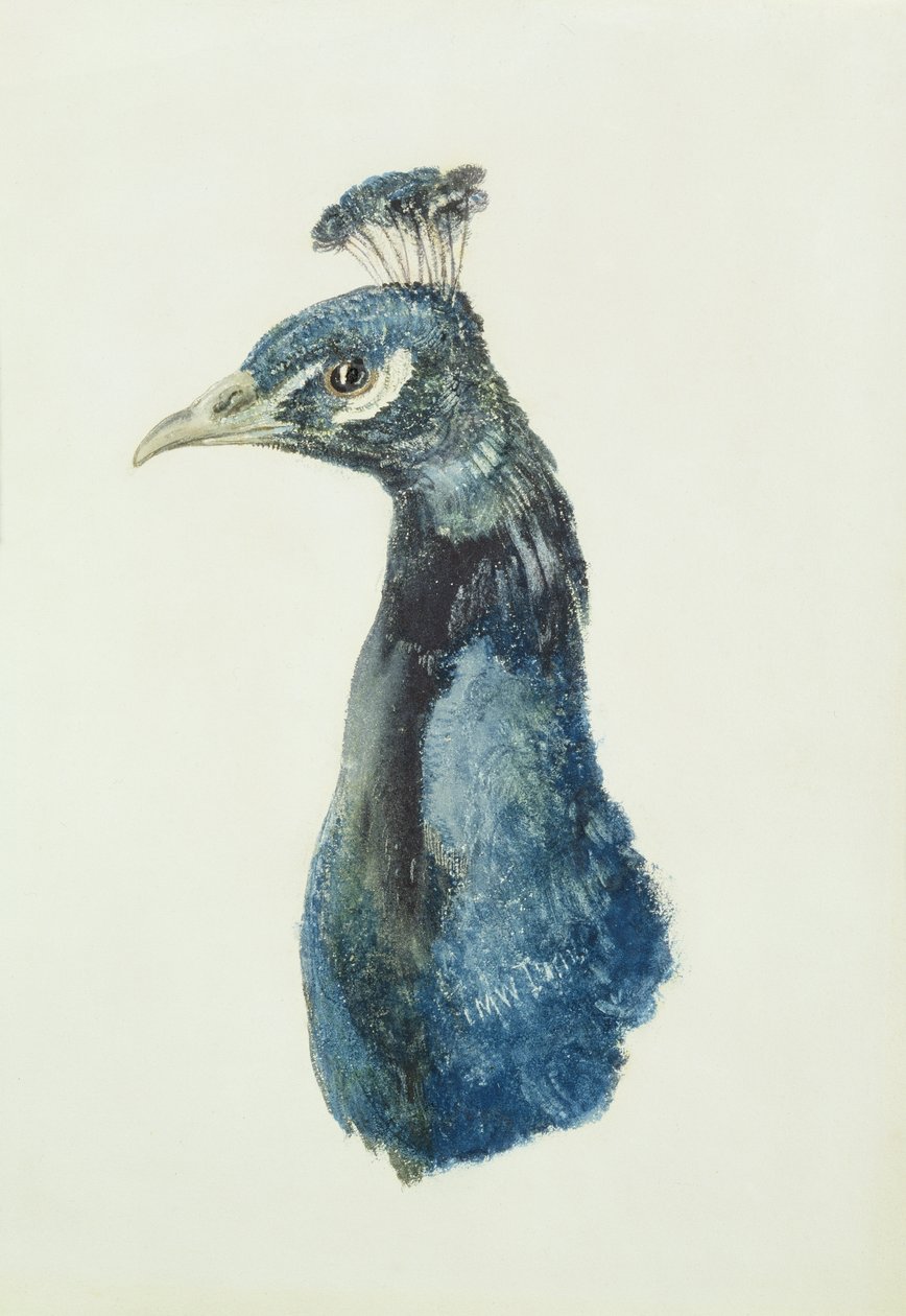 Peacock, z Farnley Book of Birds, c.1816 (tužka a akvarel na papíře) od Joseph Mallord William Turner
