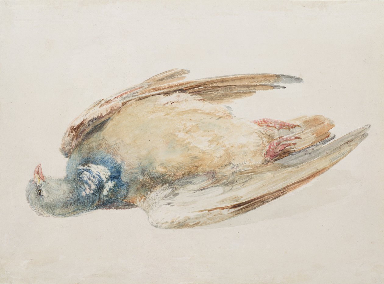 Pigeon, z Farnley Book of Birds, c.1816 (tužka a akvarel na papíře) od Joseph Mallord William Turner