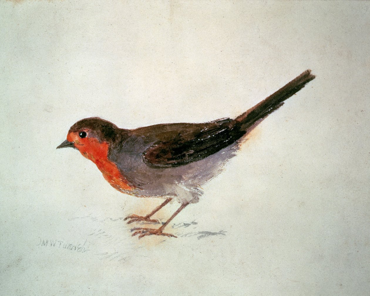 Robin, z Farnley Book of Birds, c.1816 (tužka a akvarel na papíře) od Joseph Mallord William Turner