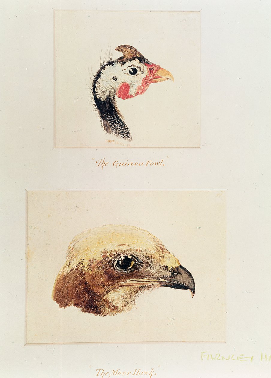 Perlička a jestřáb maurský od Joseph Mallord William Turner
