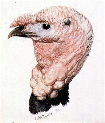Turecko, z Farnley Book of Birds, c. 1816 (pero a inkoust a akvarel na papíře) od Joseph Mallord William Turner