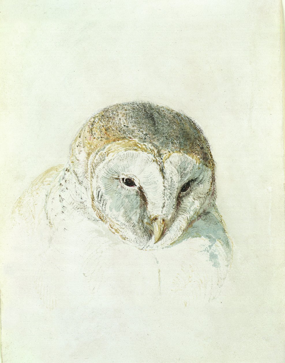 White Barn Owl, z Farnley Book of Birds, c.1816 (tužka a akvarel na papíře) od Joseph Mallord William Turner
