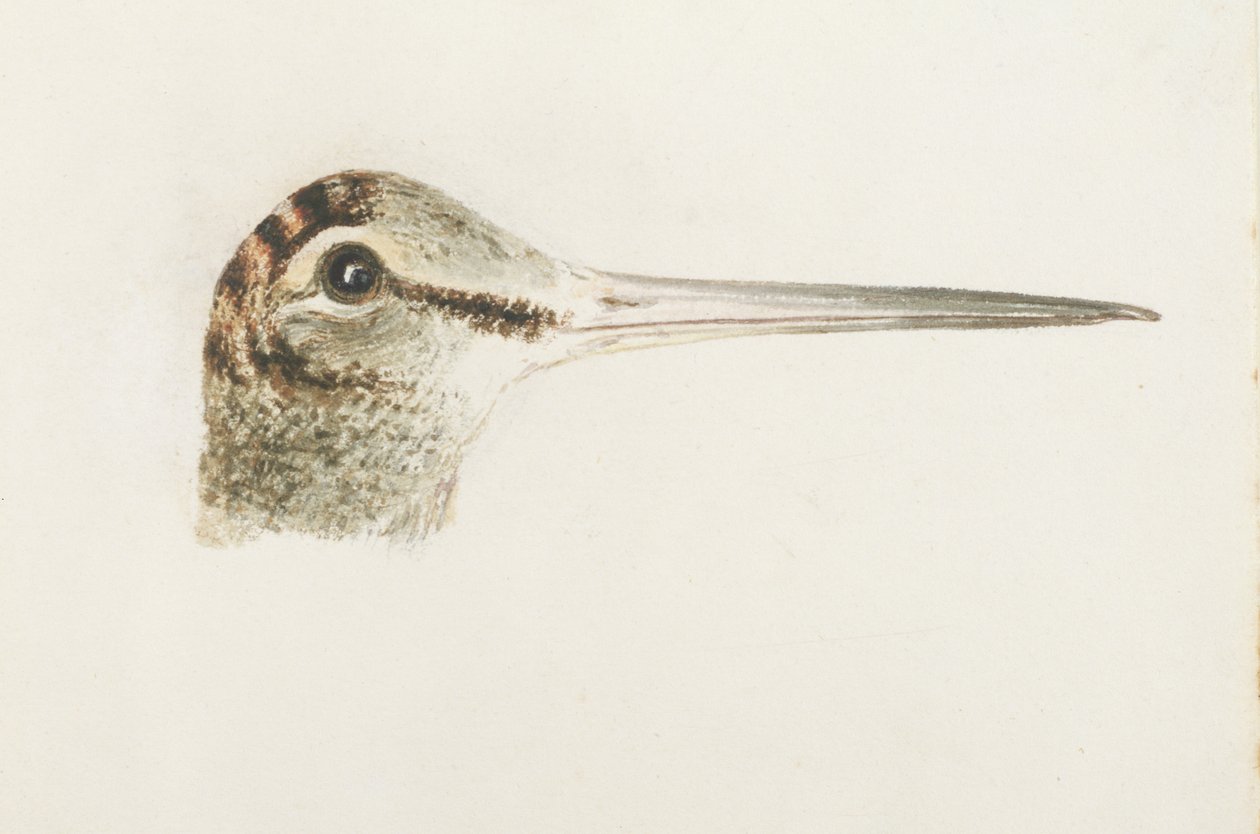 Woodcock, z Farnley Book of Birds, c.1816 (tužka a akvarel na papíře) od Joseph Mallord William Turner