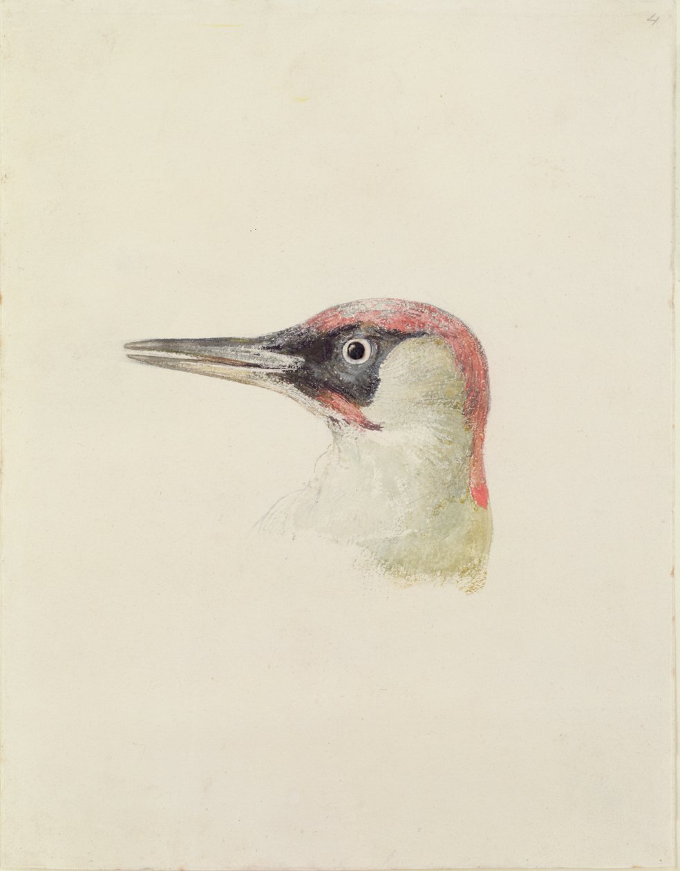 Datel, z Farnley Book of Birds, c.1816 (tužka a akvarel na papíře) od Joseph Mallord William Turner
