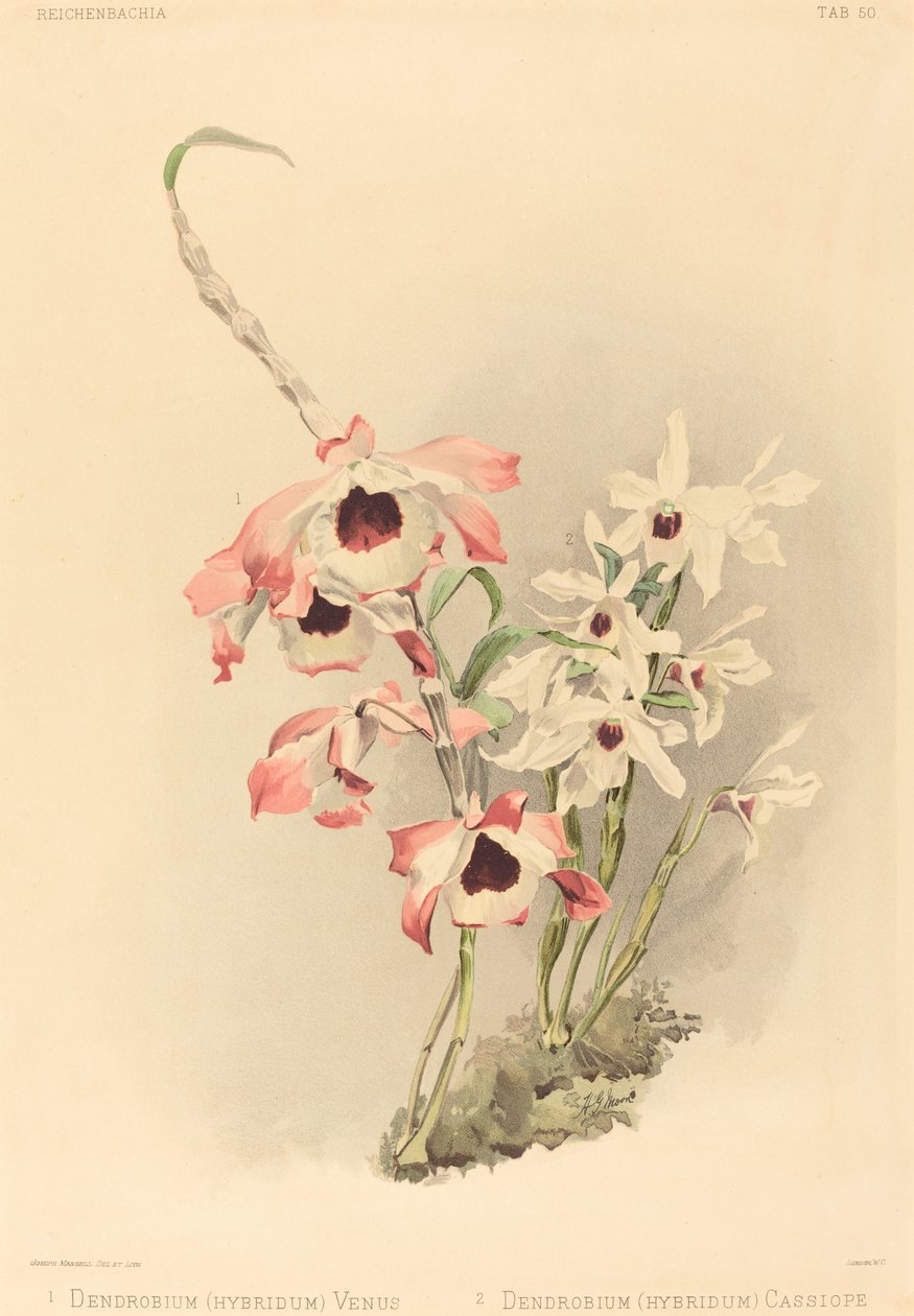 Dendrobium Hybridium Venus a Dendrobium Hybridium Cassiope. od Joseph Mansell