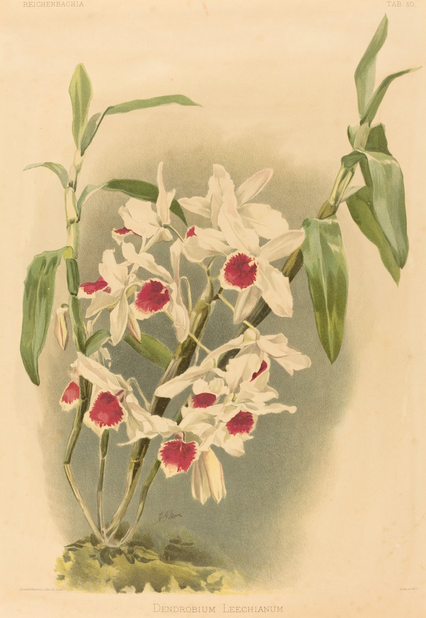 Dendrobium Leechianum. od Joseph Mansell