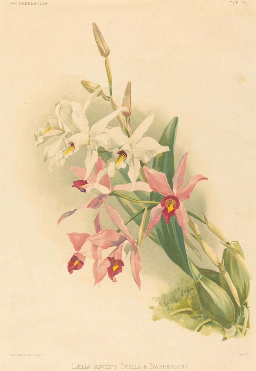 Laelia Anceps Stella & Barkeriana. od Joseph Mansell