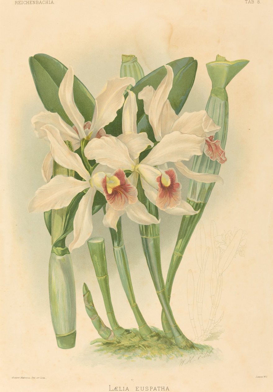 Laelia Euspatha. od Joseph Mansell