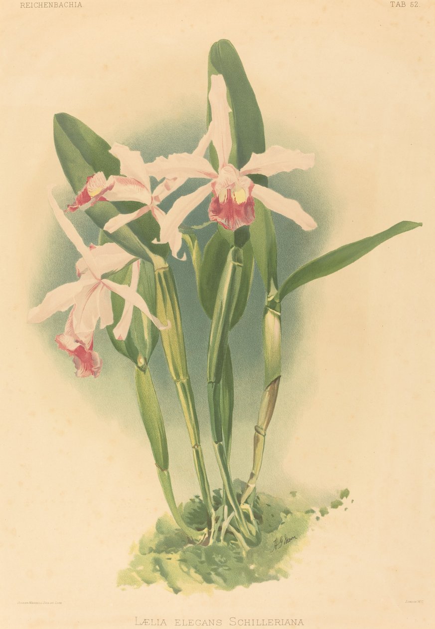 Laelia Elegans Schilleriana od Joseph Mansell after Henry George Moon
